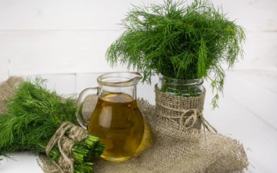L’Aneth, une aromatique pleine de vertus.