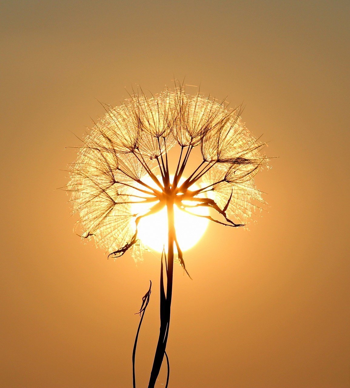 union de pensées vendredi 12 mai 2017 Dandelion-1557110_1280