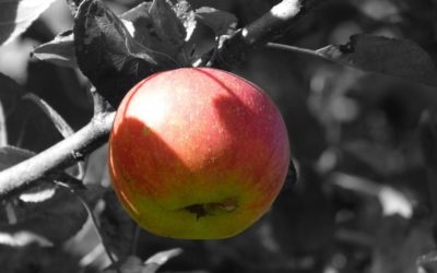 Pomme, rime avec automne
